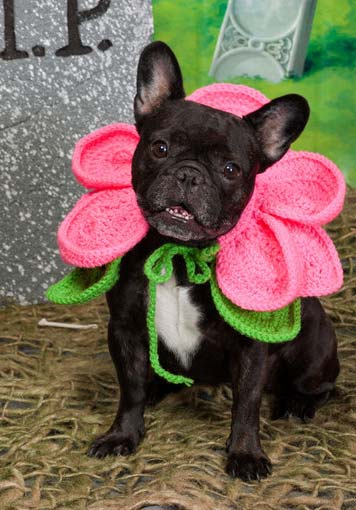 Flores de crochê para pets