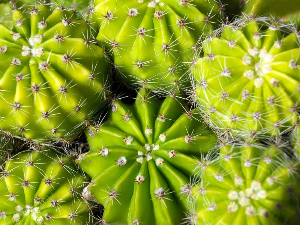 Como cuidar de cactos: saiba como fazer passo a passo