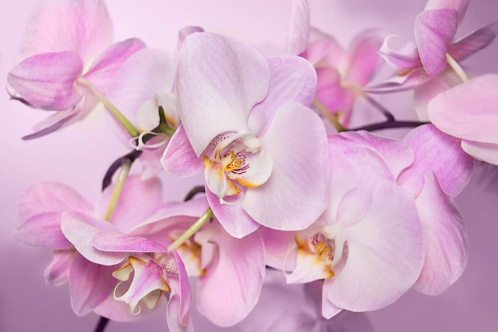 Como cuidar de orquídeas