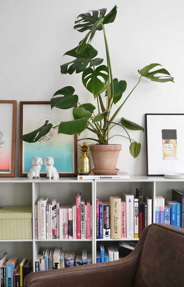 Um vaso simples e bem cuidado de Costela de Adão para dar aquele up na decor da sala