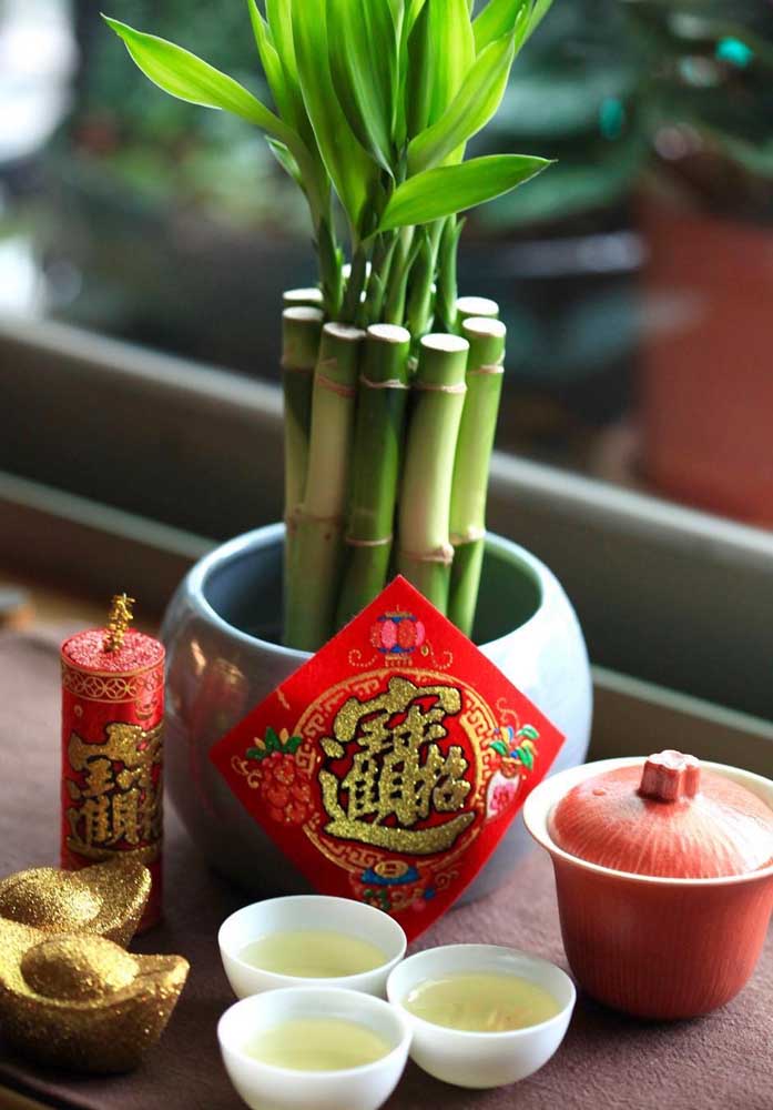 A cultura oriental é uma grande propagadora do Bambu da Sorte, especialmente pelo Feng Shui