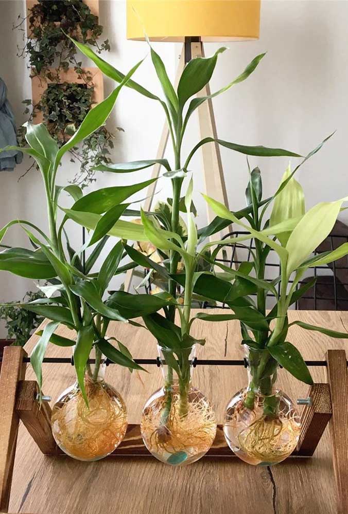Opções de vasos de vidro em que o Bambu da Sorte pode ser plantado em água; repare que as raízes devem sempre estar submersas