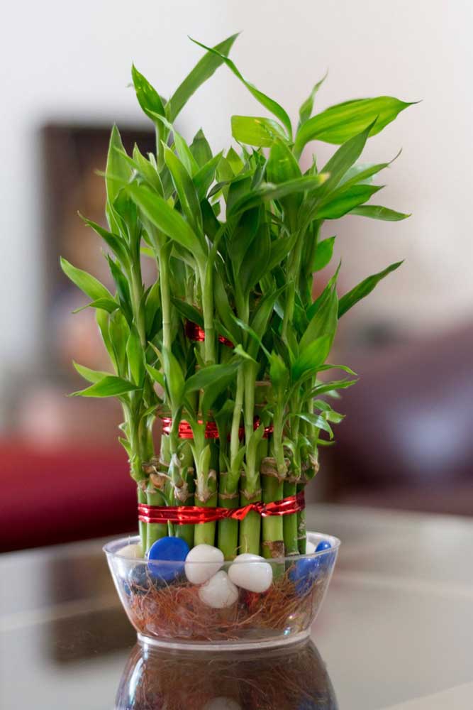 Bambu da Sorte plantado em água, em vaso de vidro pequeno