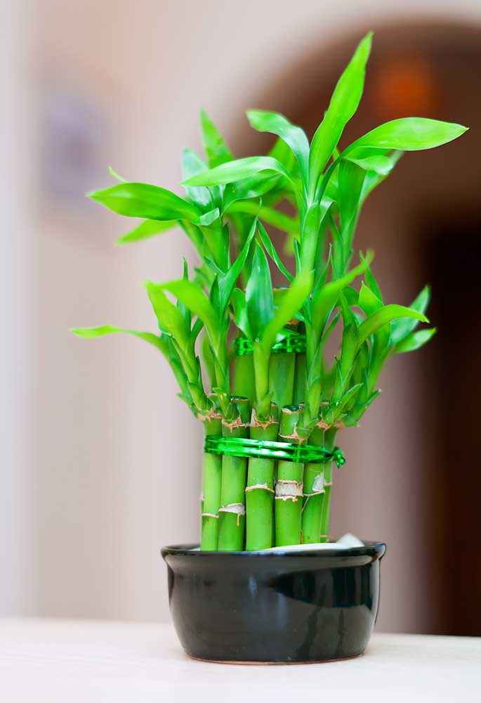 Pequena muda de Bambu da Sorte em vaso pequeno de cerâmica