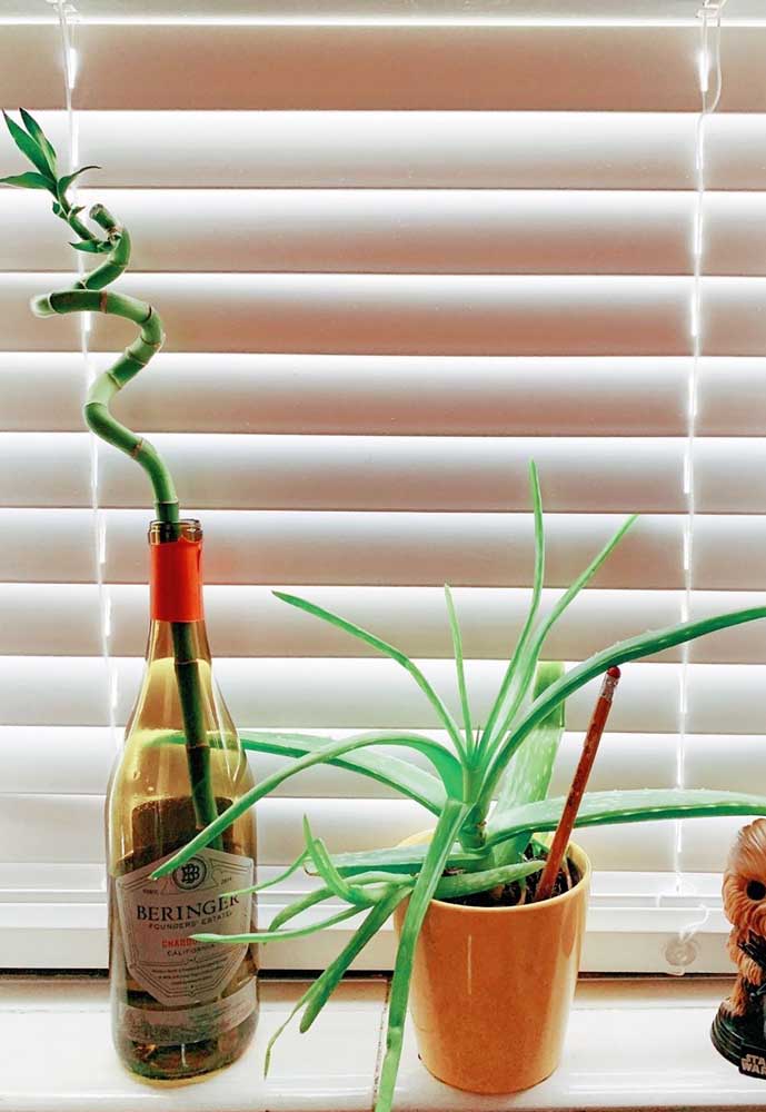 Inspiração de Bambu da Sorte plantado em garrafa de vidro reutilizável