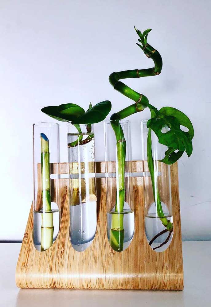 Uma ideia incrível para expor as mudas de Bambu da Sorte: tubos de ensaio no suporte de madeira