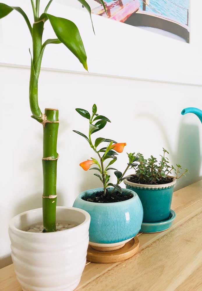 Bambu da sorte solitário em vaso de cerâmica