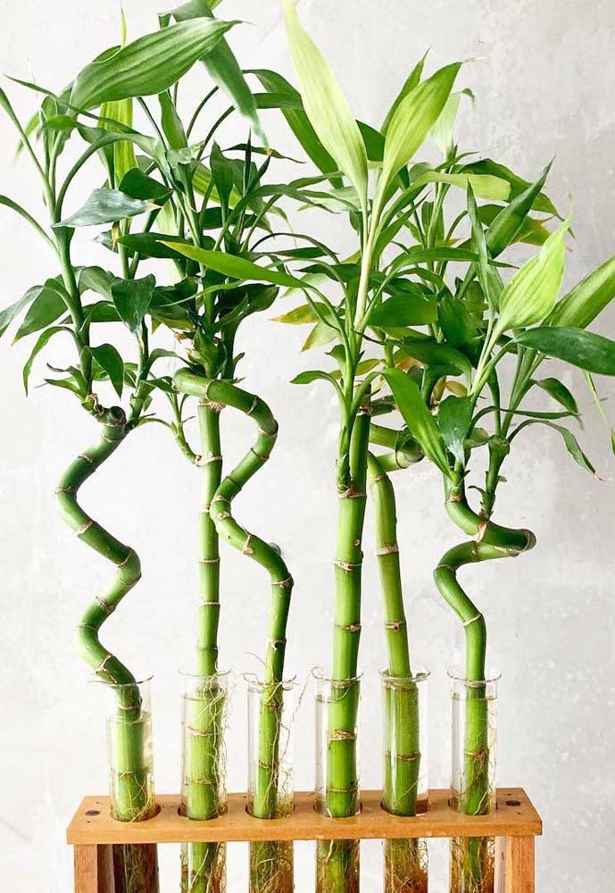 Opção de ampolas para plantio do Bambu da Sorte; os caules em espiral foram intercalados com os de caule reto