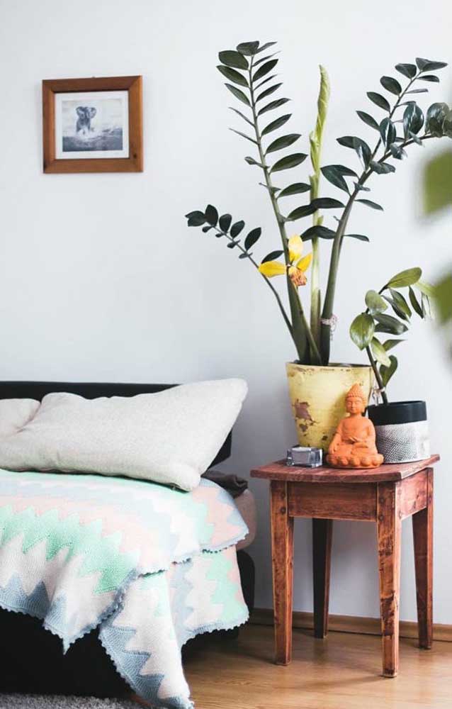 Zamioculcas na decoração do quarto do casal, ao lado da cama