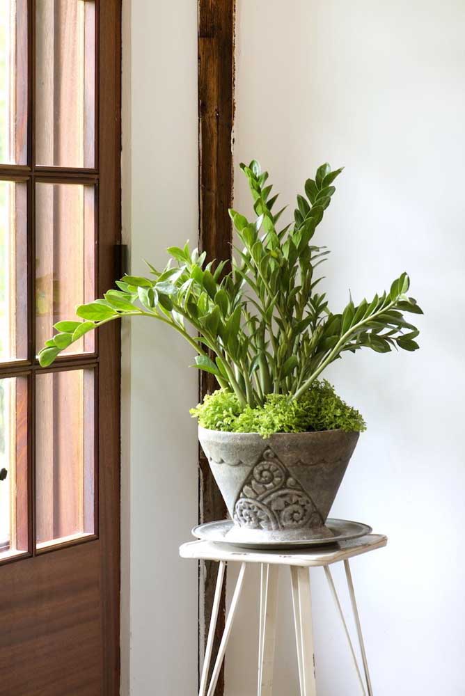 O vaso de cimento decorado comporta com muito estilo a zamioculcas e o musgo que faz a forração