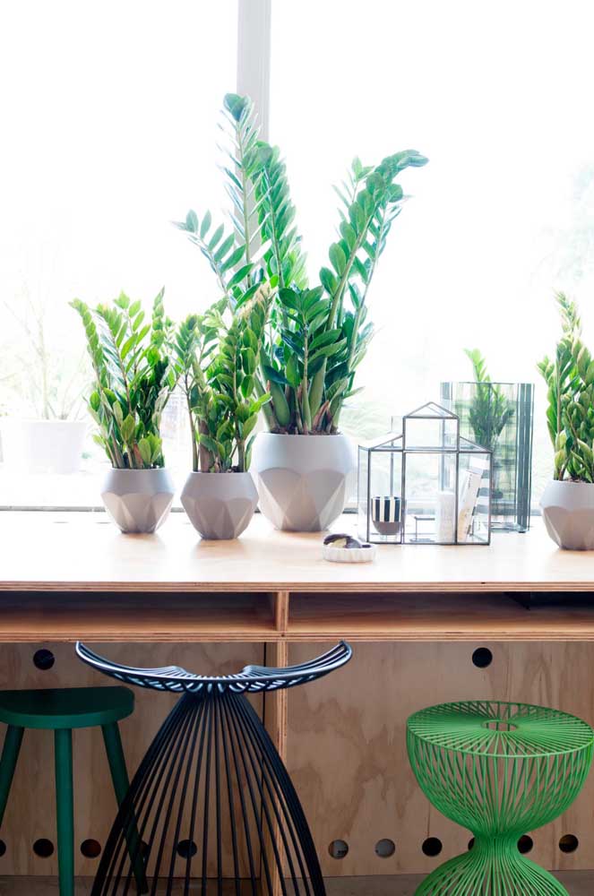 Uma linda inspiração de decoração com zamioculcas: quatro vasos com a planta em uma única bancada