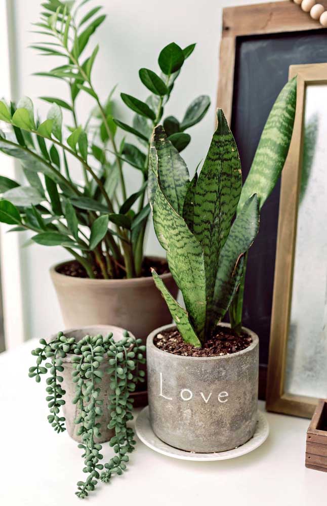 Cantinho verde com diferentes espécies de plantas, entre elas a zamioculcas