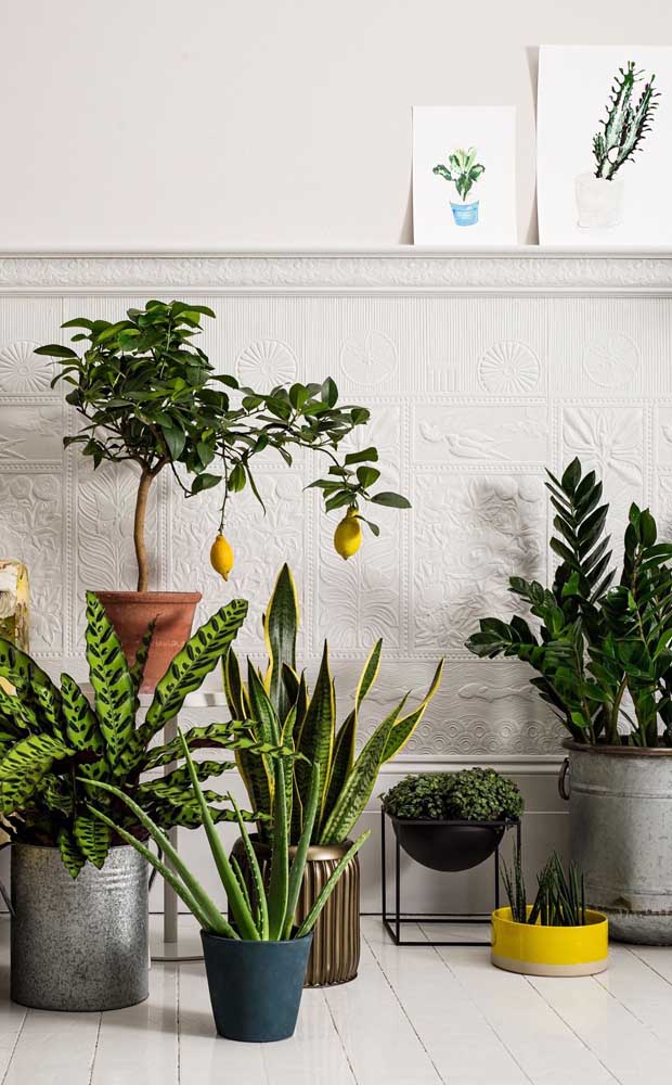 Nesse outro espaço da casa, também cheio de plantas, a zamioculcas se destaca pelo tamanho