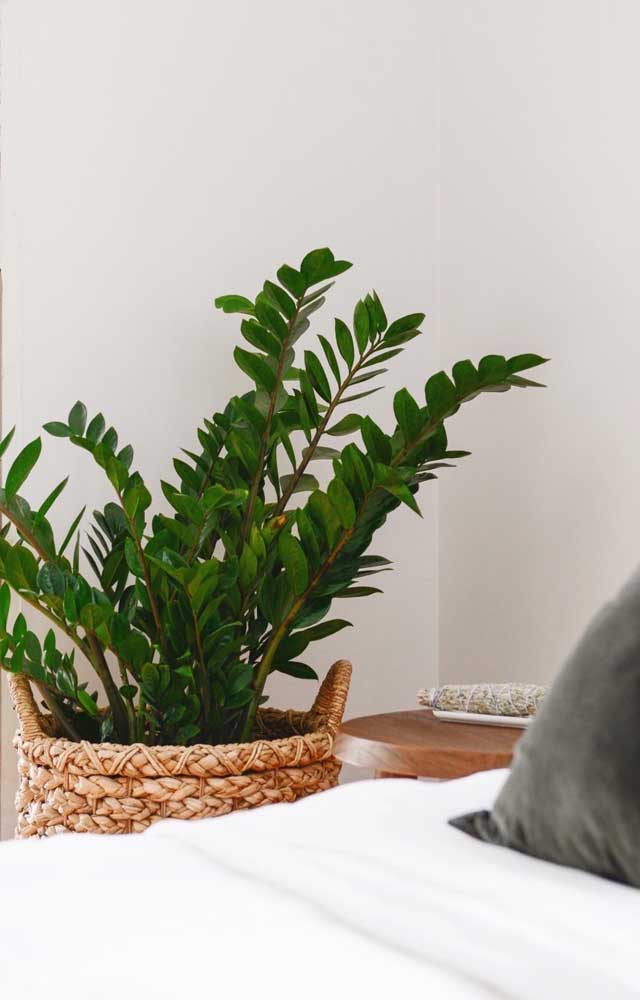 Já essa outra zamioculcas aqui encanta pelo tamanho e exuberância de suas folhas verdes intensas