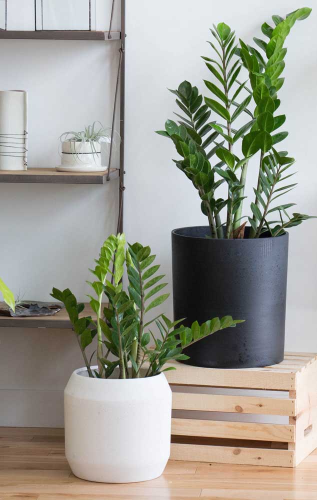 O clássico preto e branco foram as cores escolhidas para os vasos dessas zamioculcas