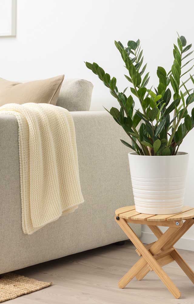 Um cantinho perfeito para a zamioculcas na sala de estar: ao lado do sofá