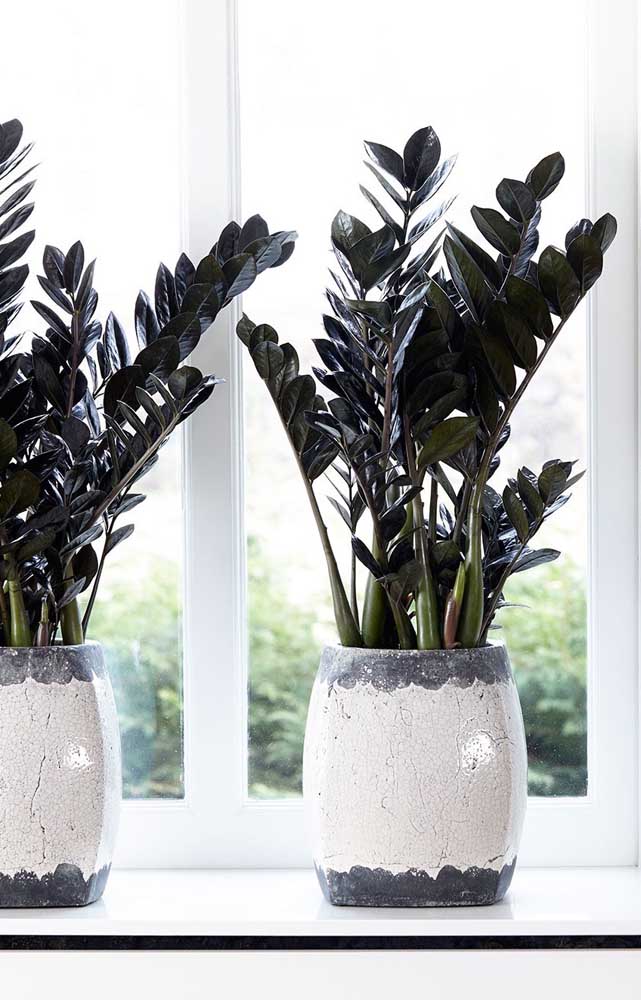 Luminosidade e água na medida certa: essa é a receita para ter zamioculcas lindas