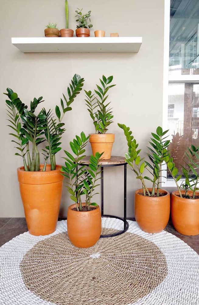 Essa inspiração é para quem é apaixonado por zamioculcas