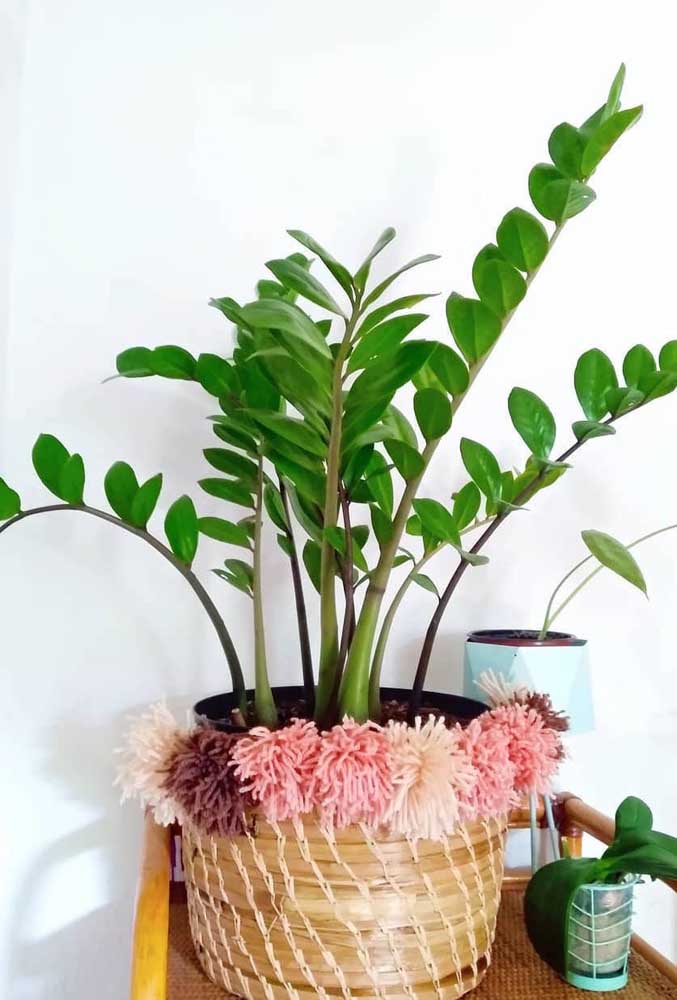 Esse vaso de zamioculcas ganhou um mimo especial: pompons de lã