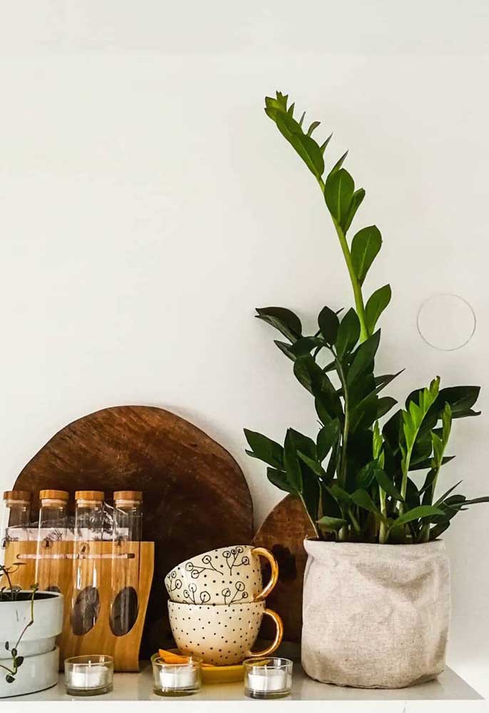 Leve a zamioculcas para o cantinho do café, olha como ela se sai bem no espaço