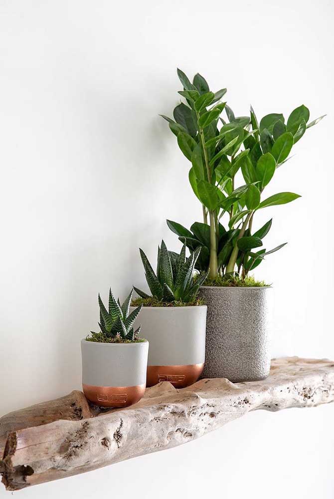 Escadinha de vasos nessa decoração, do menor, com o cacto, até o maior, com a zamioculcas