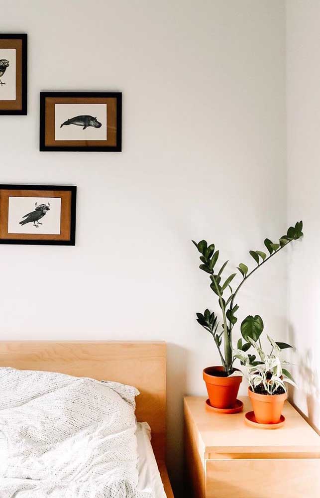 Decorações minimalistas se harmonizam muito bem com a beleza da zamioculcas