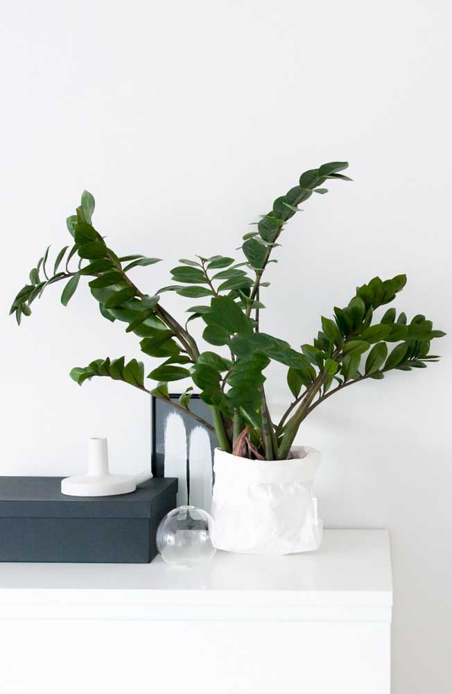 Lembre-se que a zamioculcas é uma planta de crescimento lento, por isso mesmo, não exagere na adubação