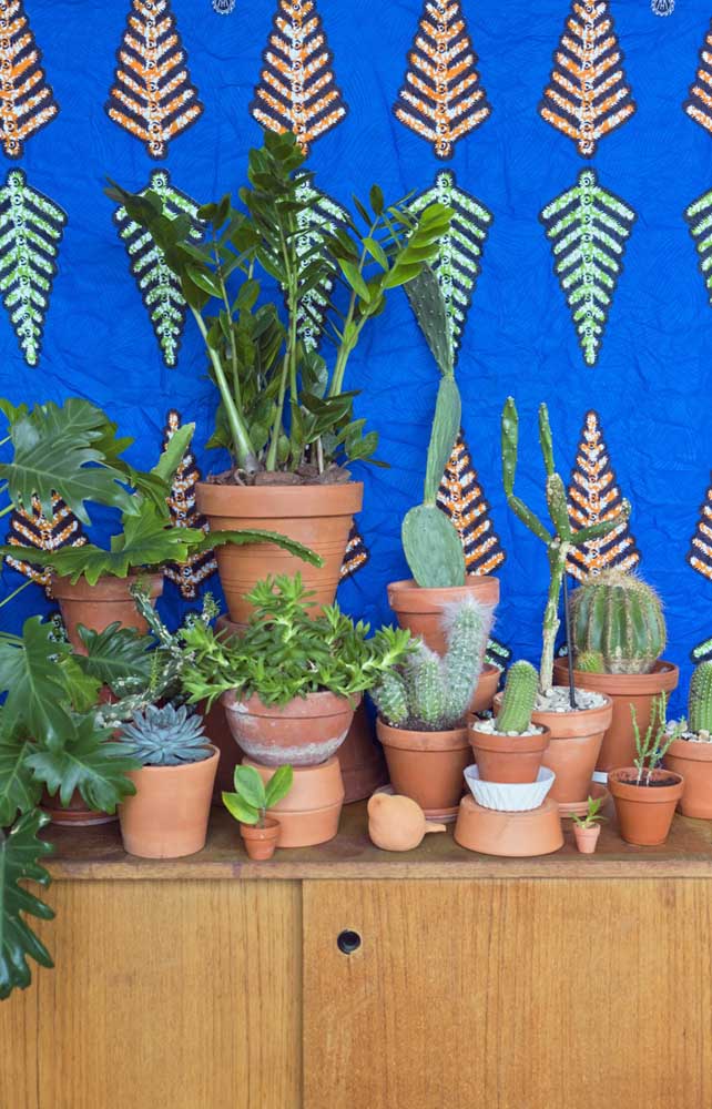 Que linda composição verde por aqui, tem um pouco de tudo: cactos, suculentas, costela de adão e a estrela desse post, a zamioculcas