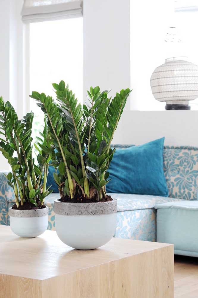 Uma dupla de zamioculcas para decorar a mesa de centro da sala de estar