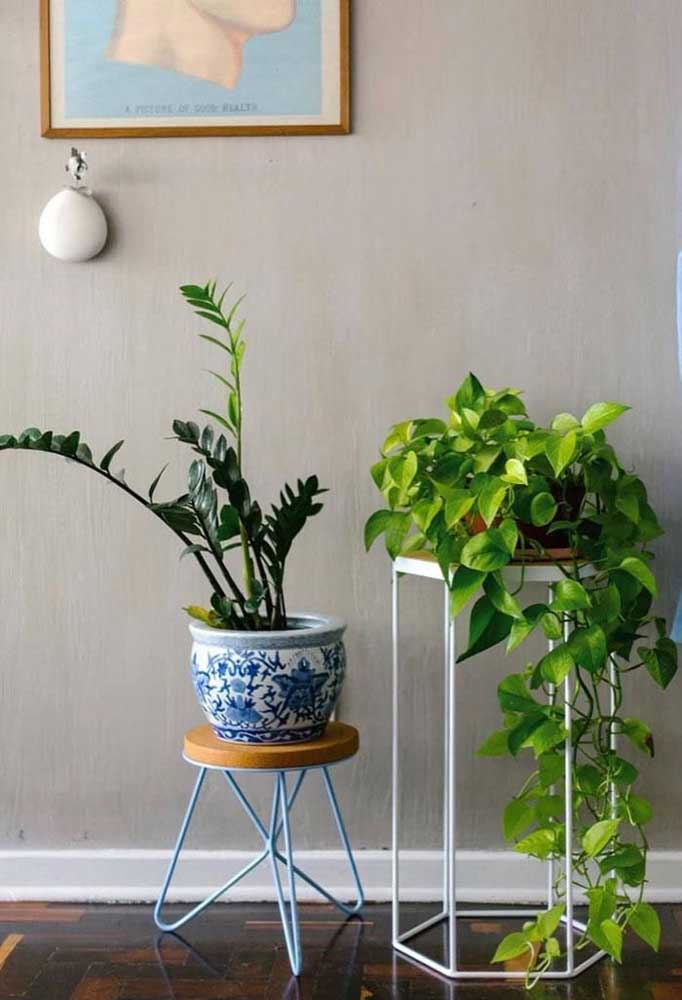 Jiboia e zamioculcas: as plantas do momento