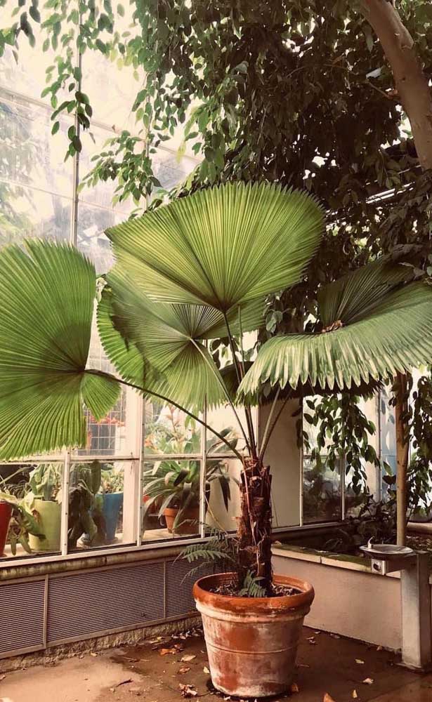 Mas você também pode colocar a palmeira leque na parte externa da casa e cultivá-la dentro de um vaso.