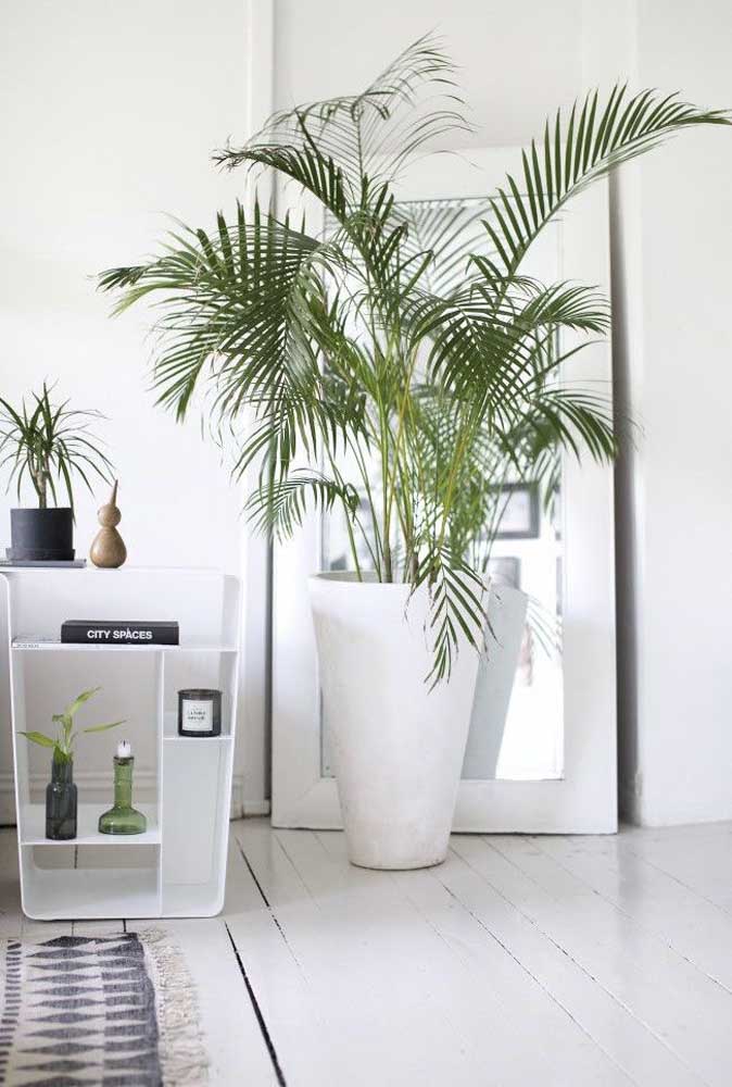 Palmeira ráfia: características, como cuidar, dicas e fotos de decoração