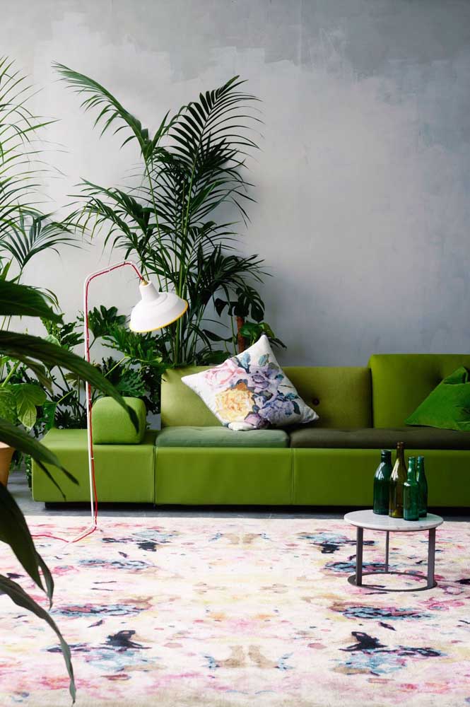 Palmeira ráfia: características, como cuidar, dicas e fotos de decoração