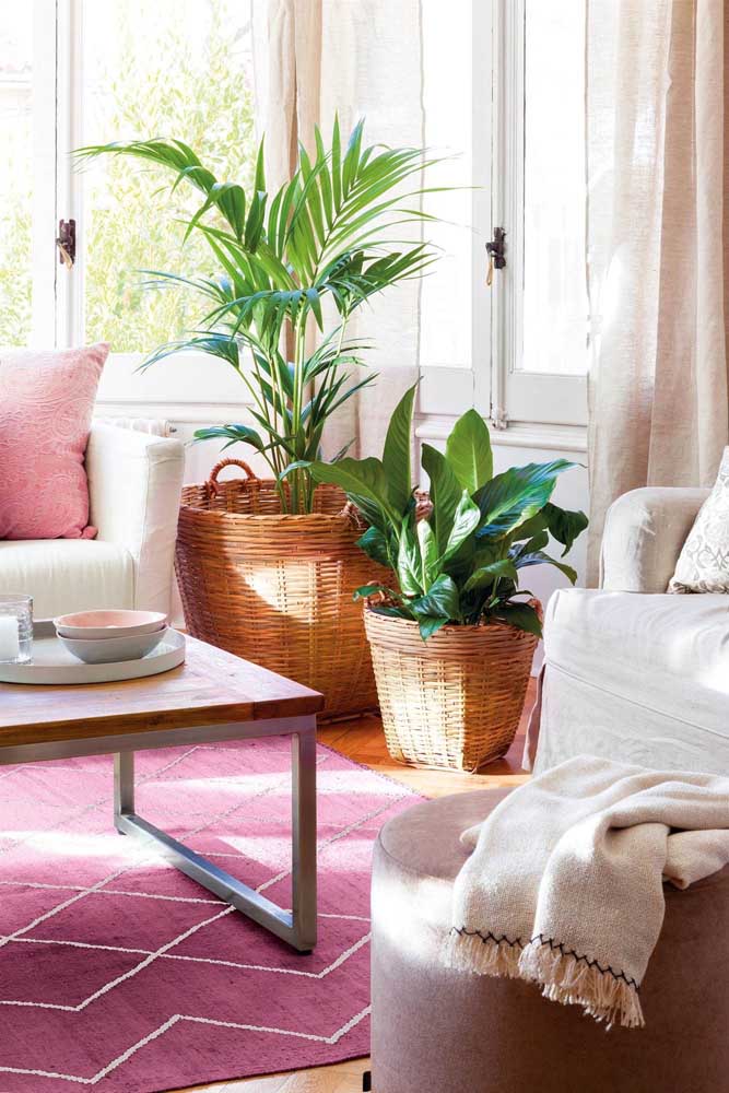 Palmeira ráfia: características, como cuidar, dicas e fotos de decoração