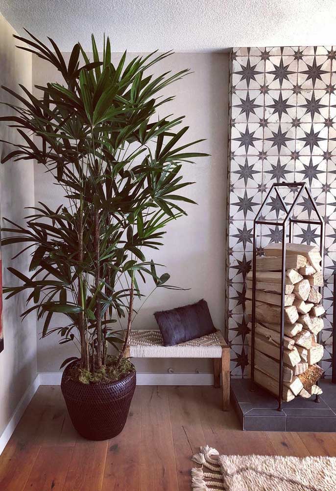 Palmeira ráfia: características, como cuidar, dicas e fotos de decoração