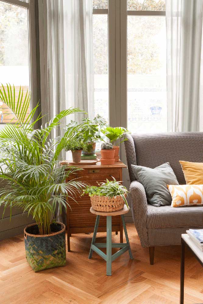 Palmeira ráfia: características, como cuidar, dicas e fotos de decoração