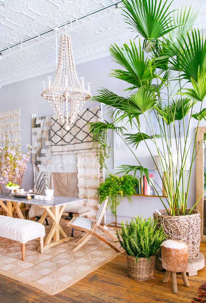 Palmeira ráfia: características, como cuidar, dicas e fotos de decoração