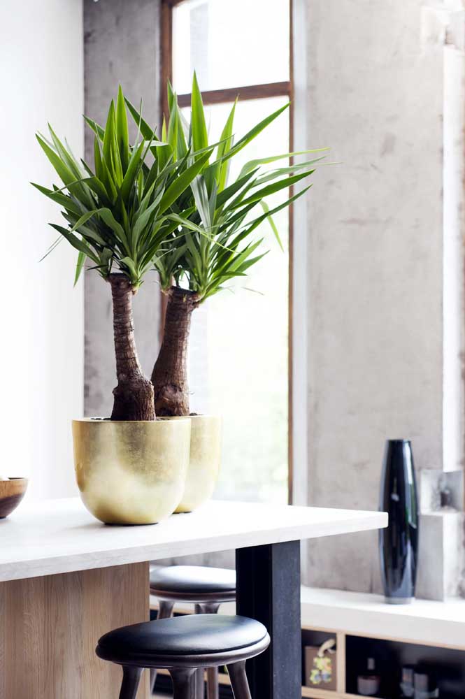 Palmeira ráfia: características, como cuidar, dicas e fotos de decoração