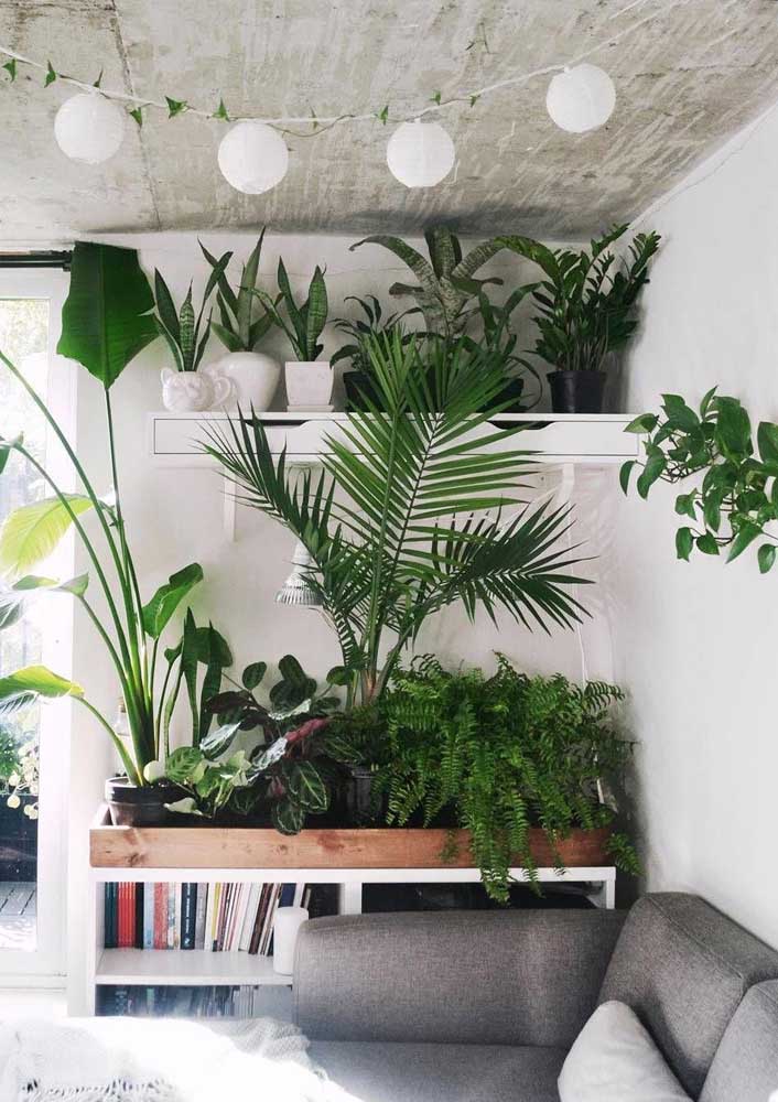 Palmeira ráfia: características, como cuidar, dicas e fotos de decoração