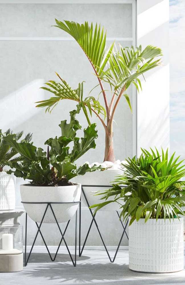 Palmeira ráfia: características, como cuidar, dicas e fotos de decoração