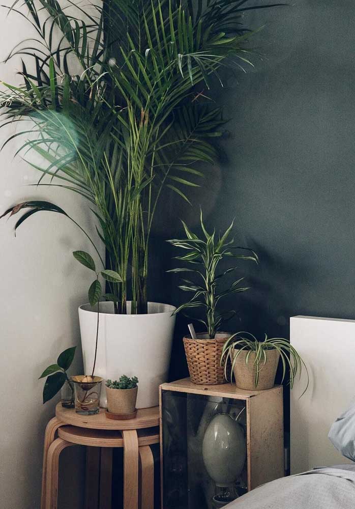 Palmeira ráfia: características, como cuidar, dicas e fotos de decoração