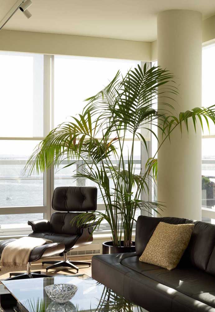 Palmeira ráfia: características, como cuidar, dicas e fotos de decoração