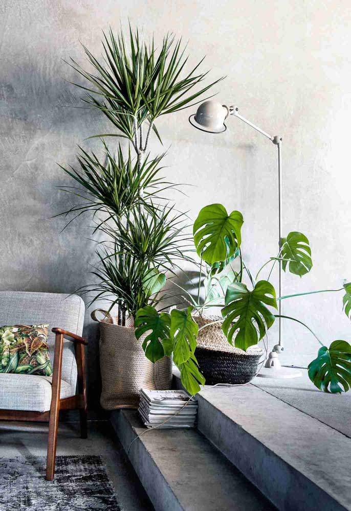 Palmeira ráfia: características, como cuidar, dicas e fotos de decoração