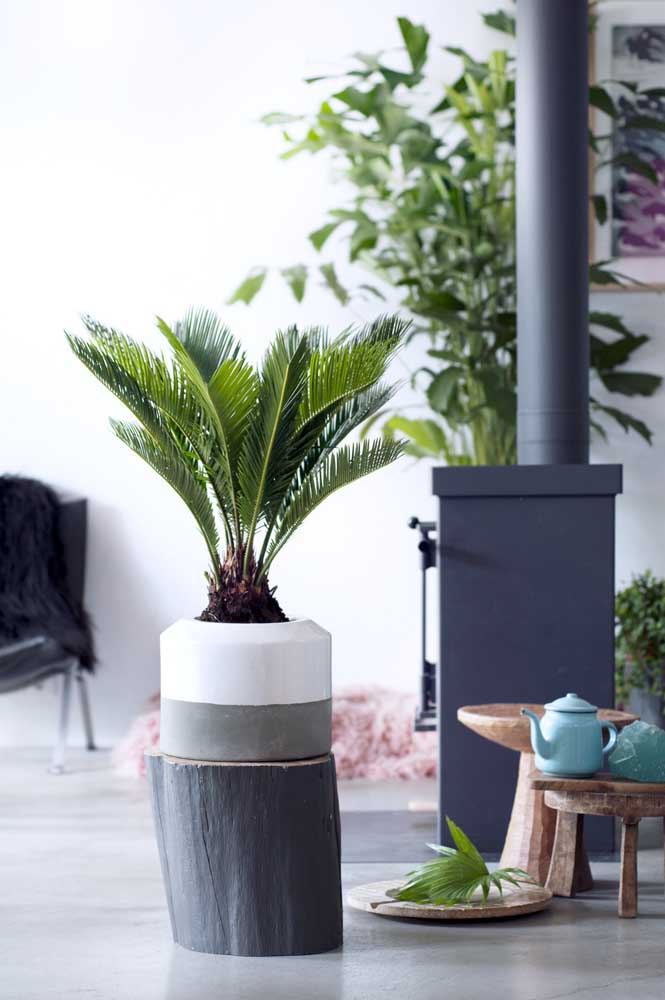 Palmeira ráfia: características, como cuidar, dicas e fotos de decoração