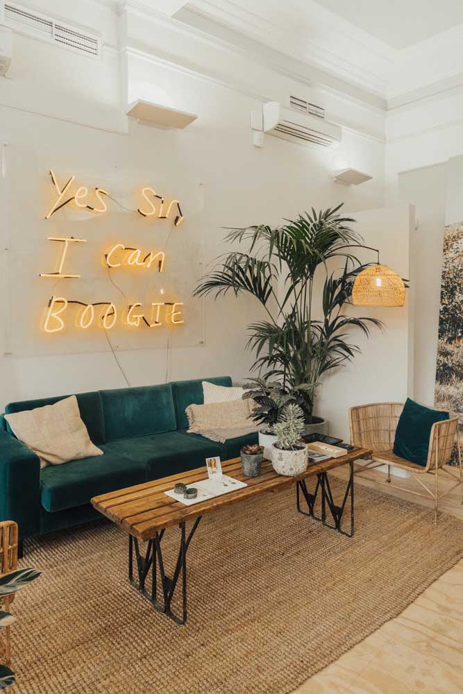 Palmeira ráfia: características, como cuidar, dicas e fotos de decoração