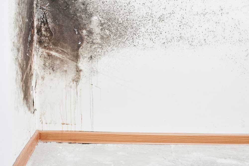 Como tirar umidade da parede: veja dicas simples e úteis