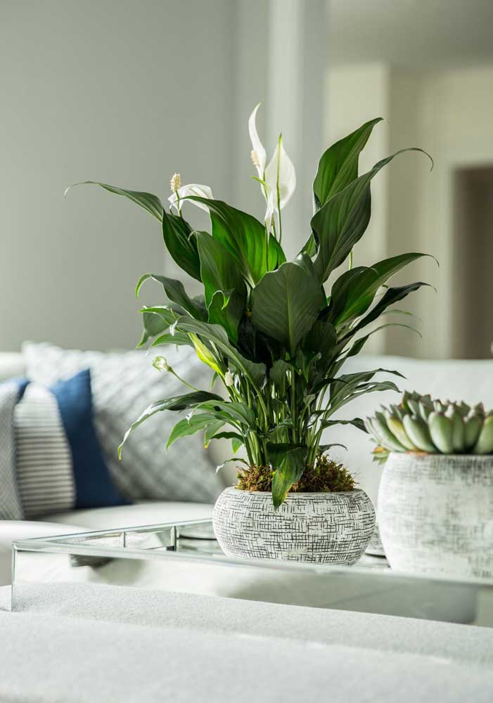 Plantas para sala: tipos, benefícios, dicas e fotos de decoração