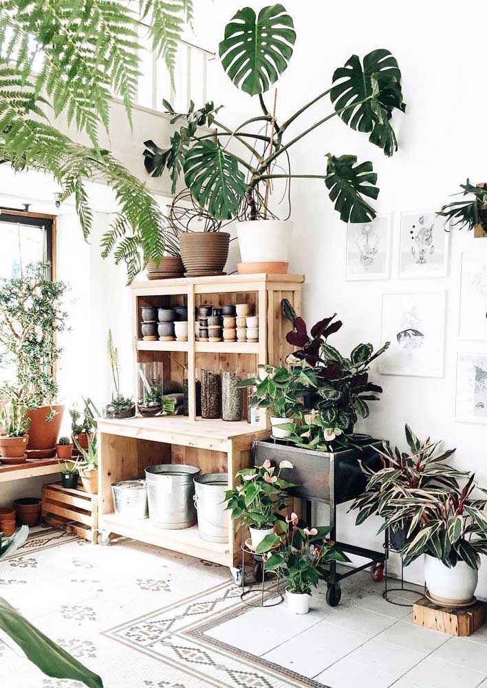 Plantas para sala: tipos, benefícios, dicas e fotos de decoração
