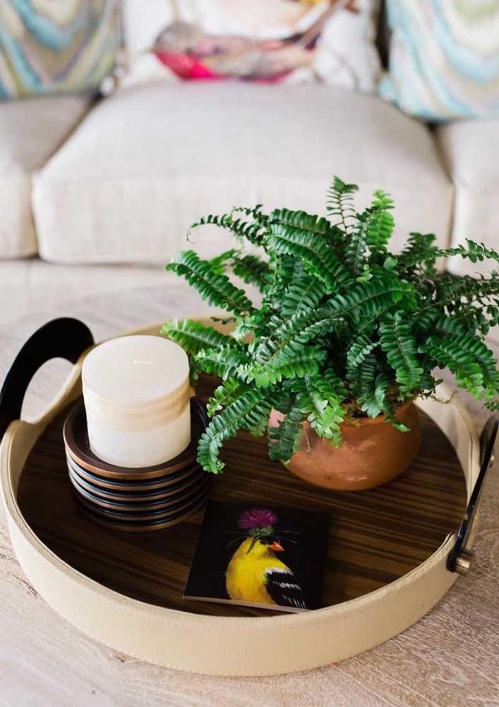 Plantas para sala: tipos, benefícios, dicas e fotos de decoração