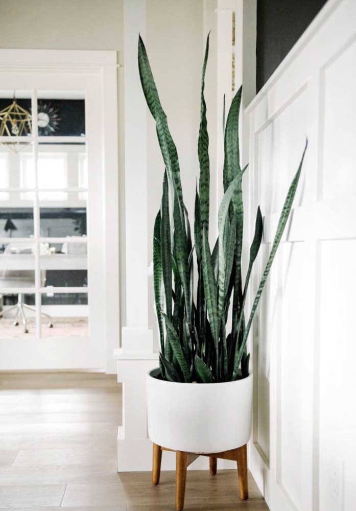 Plantas para sala: tipos, benefícios, dicas e fotos de decoração